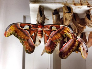 Malaysian Moth just emerged from its cocoon and spanning larger than my hand. Photo by Sarah Tracy.